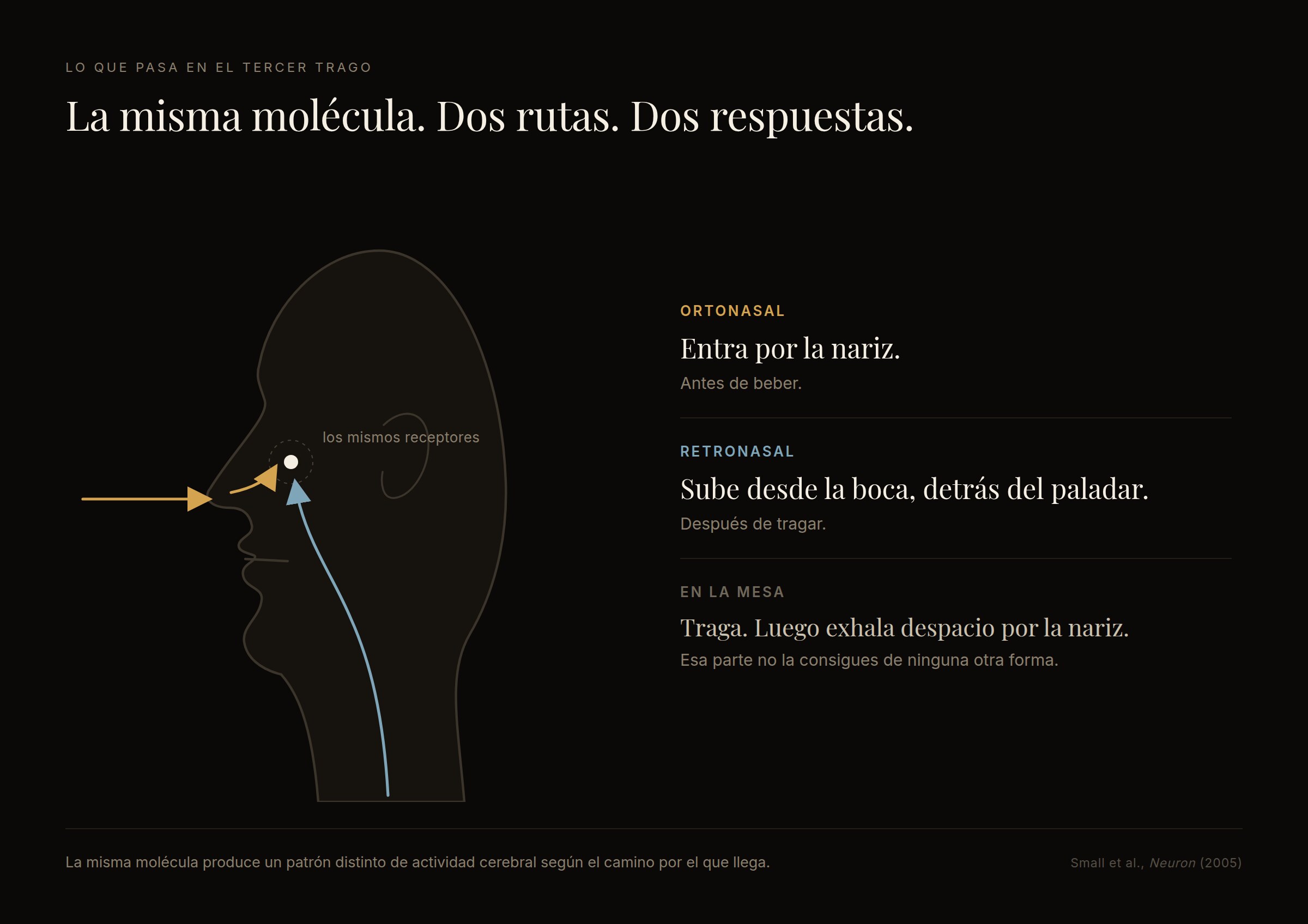 Diagrama de una cabeza de perfil con dos caminos que llegan al mismo punto: ortonasal, entrando por la nariz antes de beber, y retronasal, subiendo desde la boca detrás del paladar después de tragar.
